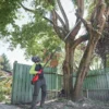 Висоторіз ланцюговий телескопічний акумуляторний безщітковий MILWAUKEE, M18 FTPS30-121, 30см (зарядний пристрій M12-18 FC, 1 аку